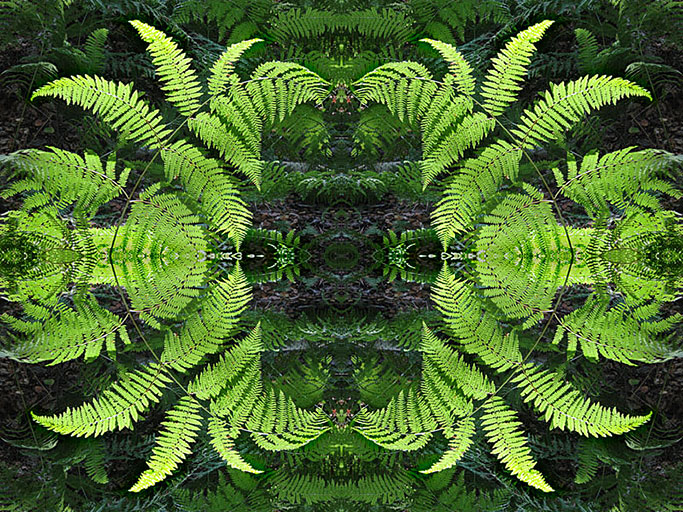 Ferns Abstract