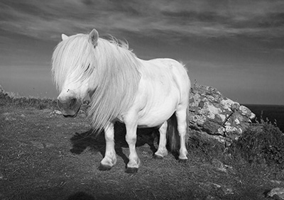 Cadgwith Pony Mono 090_1332