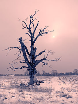 Dead Tree Snow Mono G076_1952