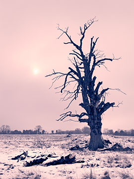 Dead Tree Snow Mono G076_1976