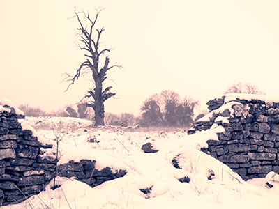 Dead Tree Wall Snow Mono G076_1917