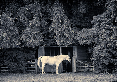 Horses_163_0273