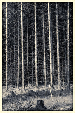 Pine Trees Mono D810_012_1216