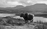 Highland Cattle 096_12