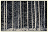 Pine Trees Mono D810_012_1210