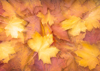 AutumnLeaves 141_0151