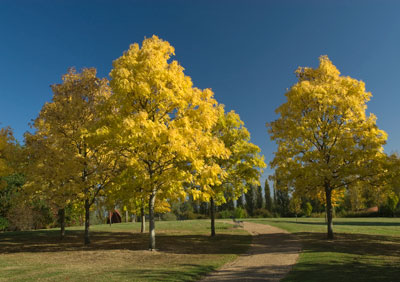Autumn Trees 039_0285