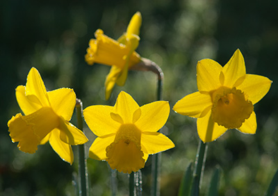 Backlit Daffodils 067_0078