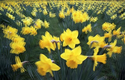 Daffodils 447_15