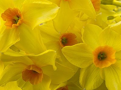 Daffodils G014_0600