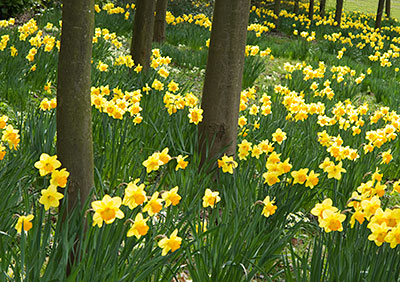Daffodils G017_0684