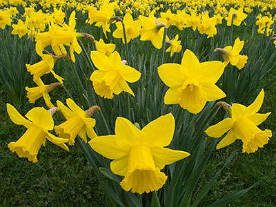 Daffodils G017_0698
