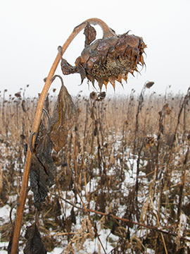 Dead Sunflowers G054_1477