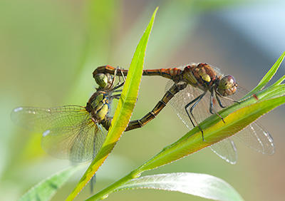 Dragonflies Mating 098_0074