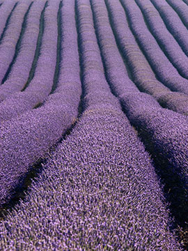 Lavender Rows 059_1201