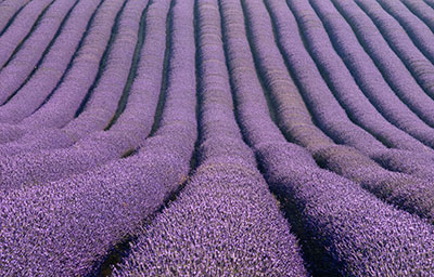 Lavender Rows 059_1202