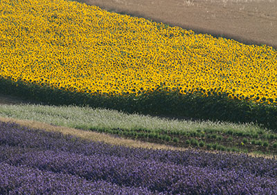 Lavender & Sunflowers 059_1205