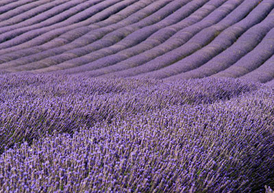 Lavender Rows 059_1226
