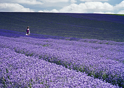 Girl In Lavender Field 529_08