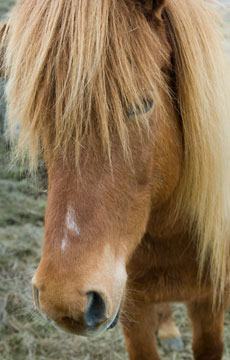 Icelandic Horse 0075