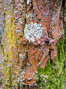 Lichen Tree Bark G008_0427