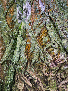 Lichen Tree Bark G008_0439