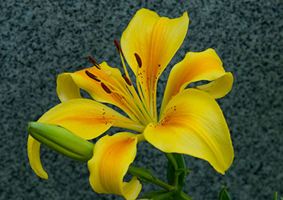 Lilly 061_1286