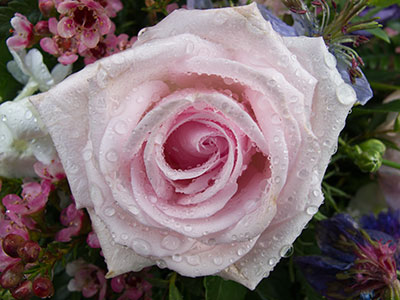 Pink Rose G065_1700