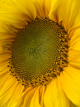 Sunflower G038_1080
