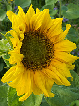 Sunflower G038_1083