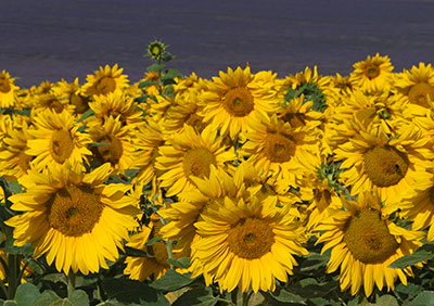 Sunflowers & Lavender 059_1236