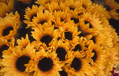 Sunflowers 560_10