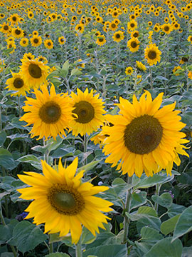 Sunflowers G040_1120