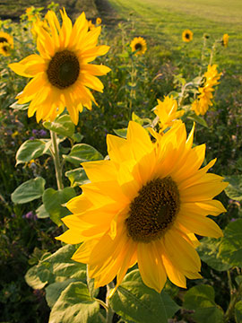 Sunflowers_G042_1160