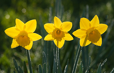 Three Backlit Daffodils 067_0077