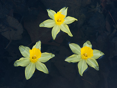 Three Daffodils In Water 067_0089