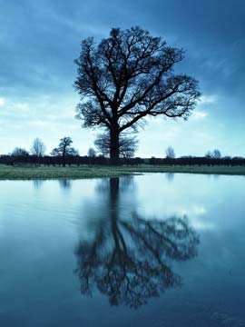 Tree Reflection 317_14