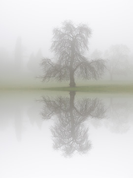 Tree Reflection G101_2453