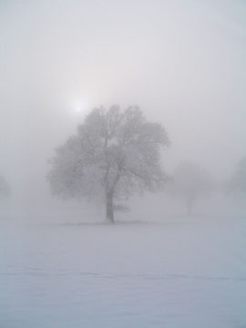 Tree In Snow S013_0967