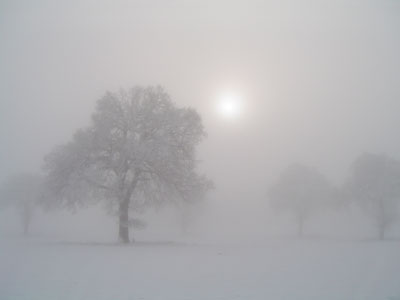 Trees In Snow S013_0969