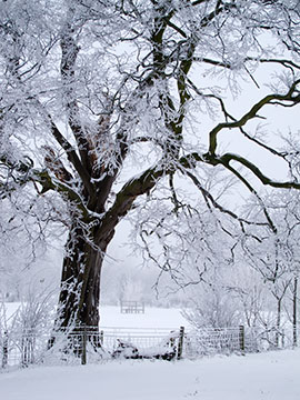 Tree in Snow G047_1266