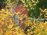 AutumnColours_G242_6670