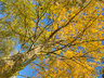 AutumnTree G246_6782-84_tm