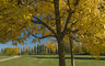 Autumn Trees 039_0287