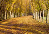 Autumn Trees G121_3062