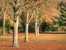 AutumnTrees G248_6822-24_tm