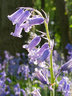 Bluebells