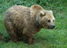 Brown Bear 031_0536