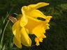 Daffodil G105_2492