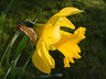 Daffodil G105_2494